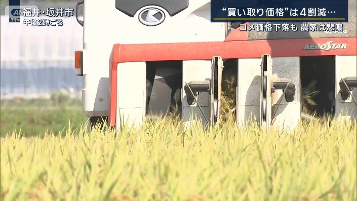 新米の稲刈り