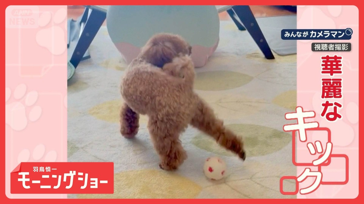 器用に後ろ脚でスーパーシュート！　サッカーするワンちゃん　なぜ後ろ脚で蹴るの？