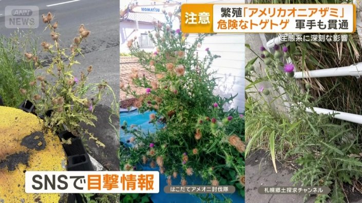 SNS上でも相次ぐ目撃情報