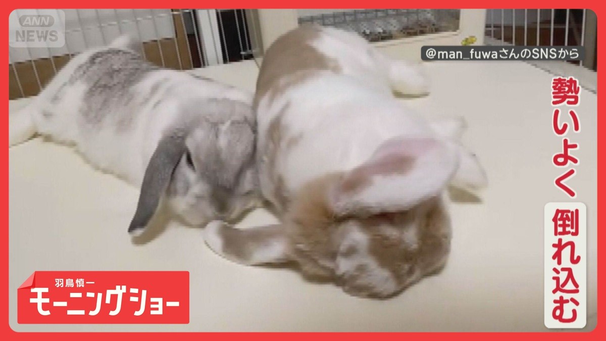 勢いよくゴロン…仲間のそばに倒れこむウサギさん　2匹の意外な関係とは？