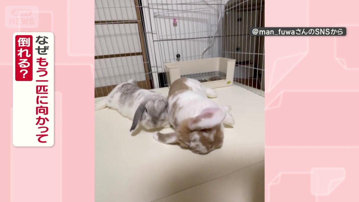 なぜもう一匹に向かって倒れる?