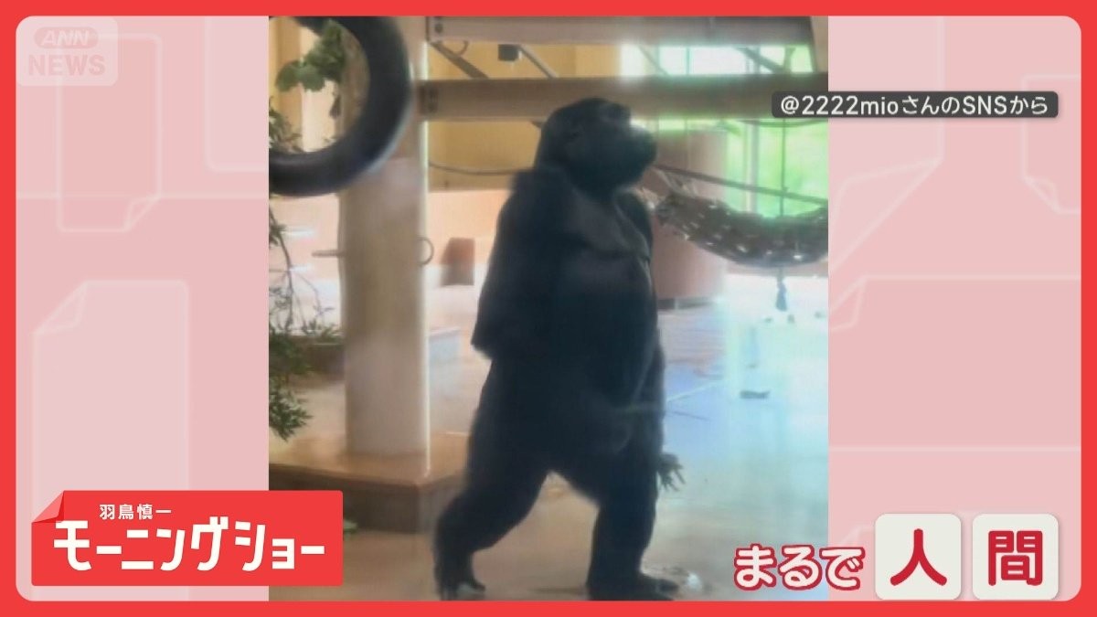 背筋ピン！まるで人間のよう　歩く姿が美しいゴリラさん　なぜ姿勢がいいの？