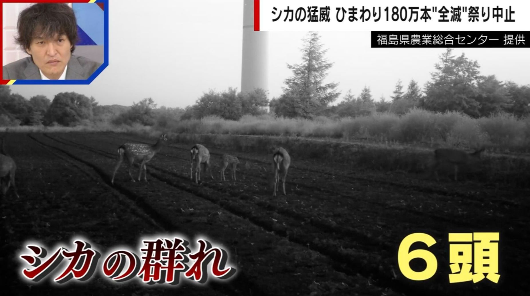 シカが苗を食べ尽くし…ひまわり180万本“全滅”で祭りも中止に ほかの農作物被害も深刻「そば栽培続けられない」