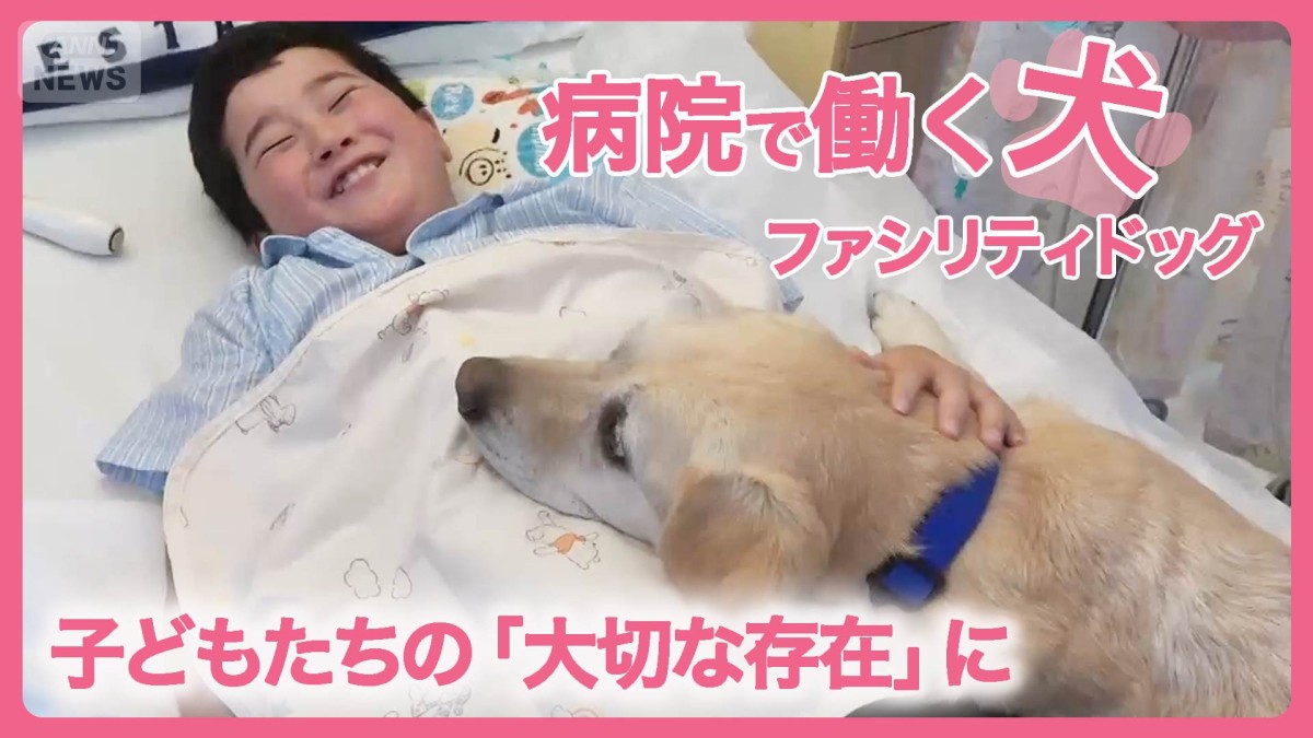 手術室の前まで一緒に…闘病中の子ども支える「ファシリティドッグ」国内にわずか数頭　なぜ普及進まない？