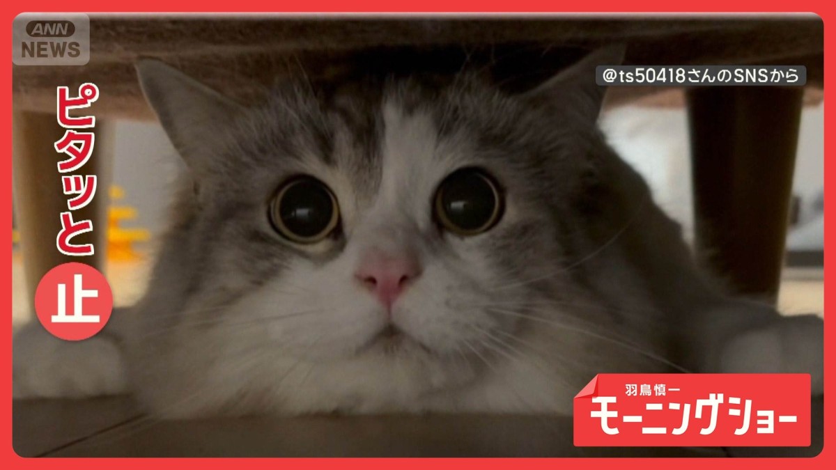 ズサー！ビタビタ「セーフにゃ？」　ヘッドスライディングする猫ちゃん　なぜ？