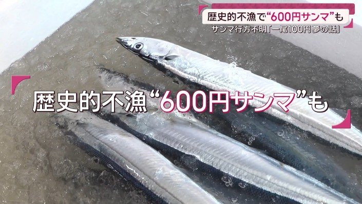 600円サンマ
