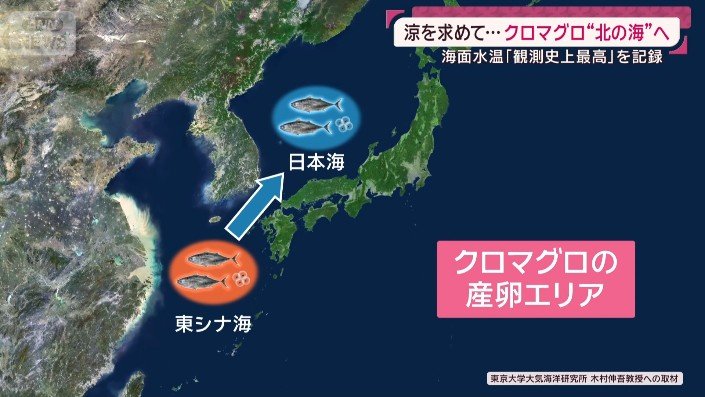 産卵エリア
