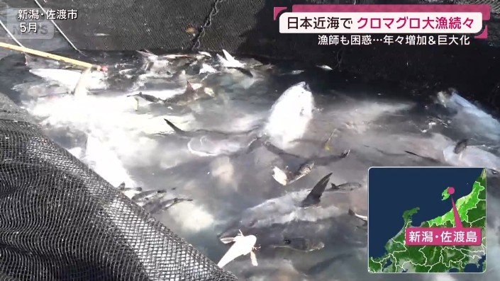 佐渡ケ島