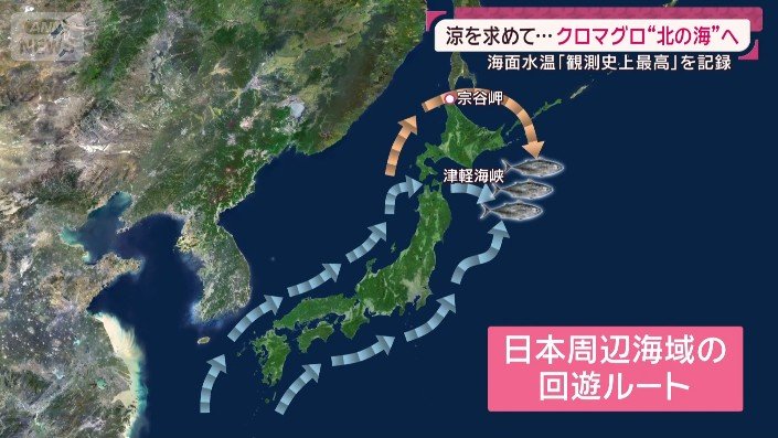 回遊ルート