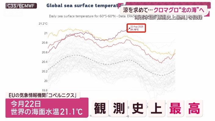 海面水温