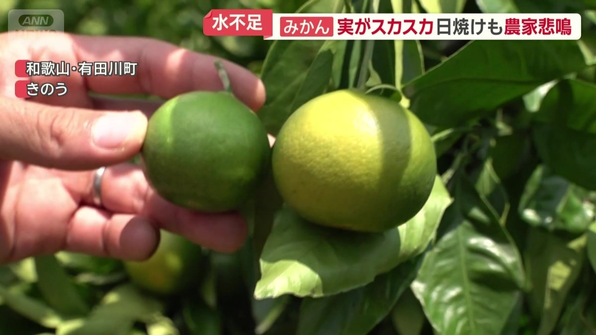日焼け果(右)