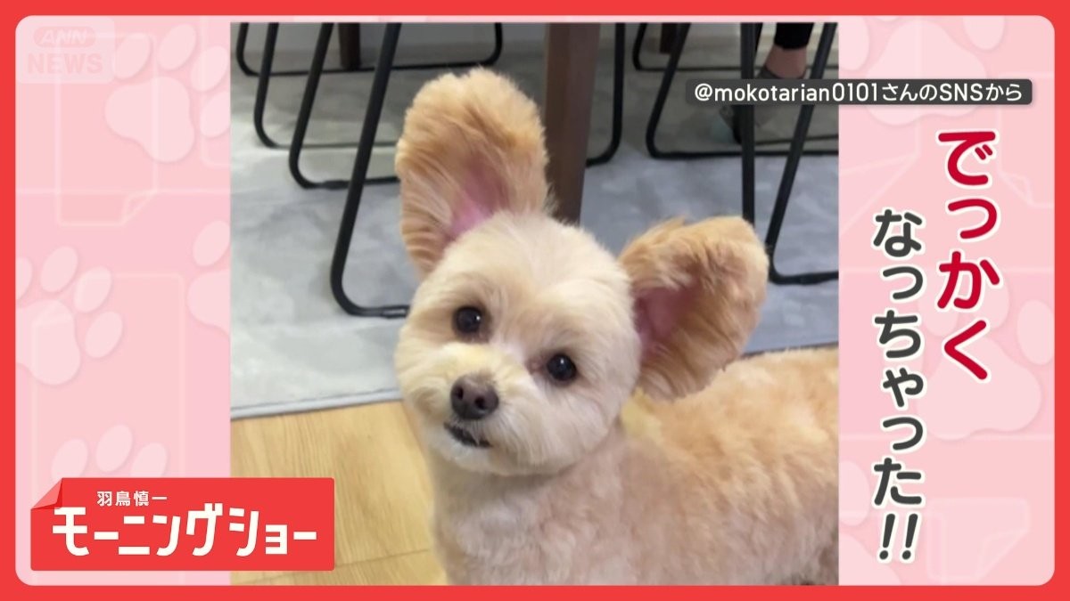 「お散歩」と言われると…耳がでっかくなっちゃうワンちゃん　どうして大きくなるの？