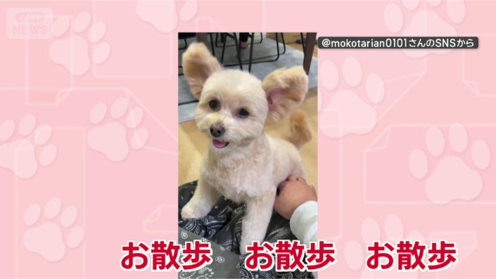 またまた耳ピン！！