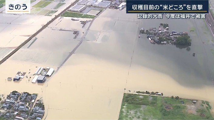 収穫直前の稲穂