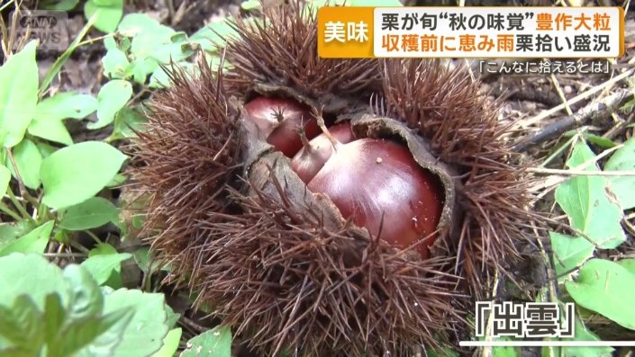 収穫時期が早い「出雲」という品種