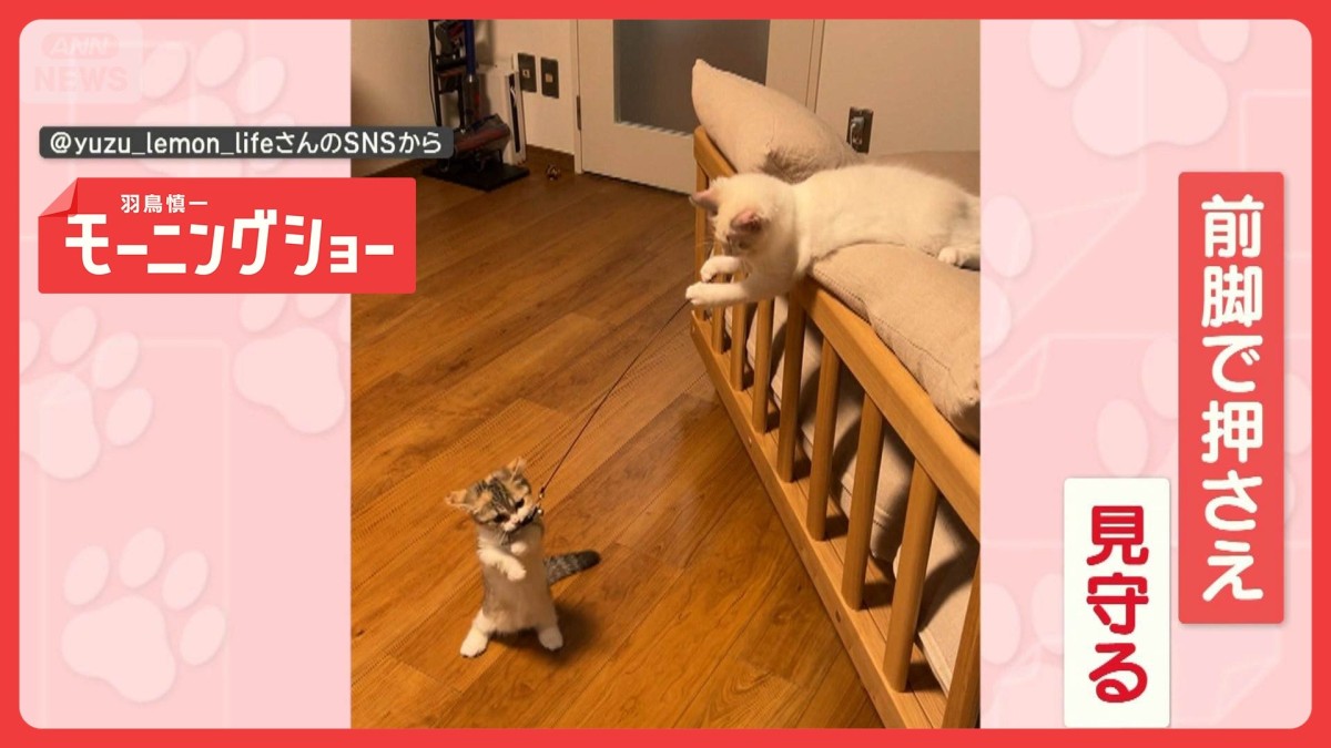 猫じゃらしを持つのは…ネコ！　遊んであげるネコちゃん　遊ばずにはいられニャい？