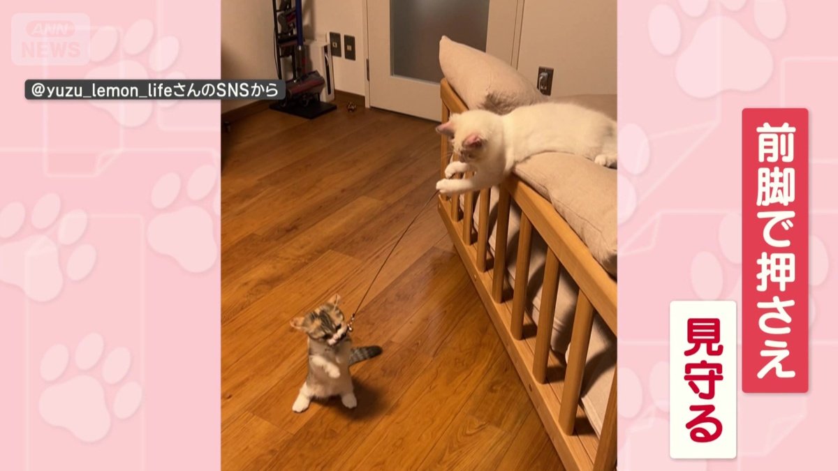 前脚で猫じゃらしを押さえて、遊ぶネコちゃんを見守る