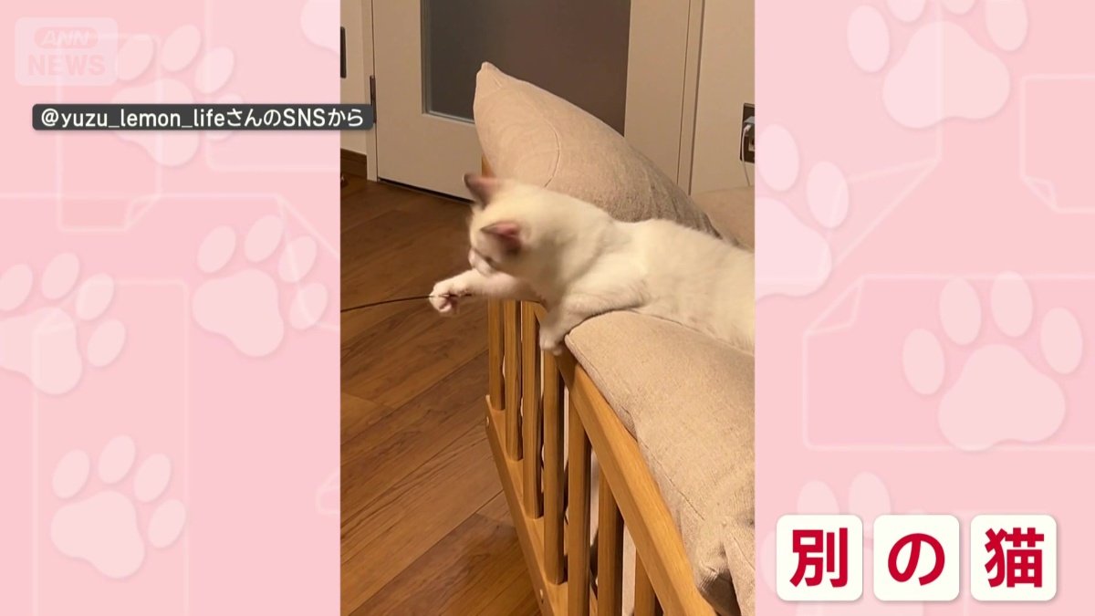 猫じゃらしを揺らしていたのは…別のネコちゃん！