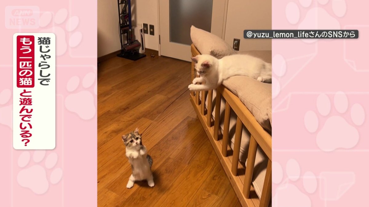 猫じゃらしで遊んであげてる？