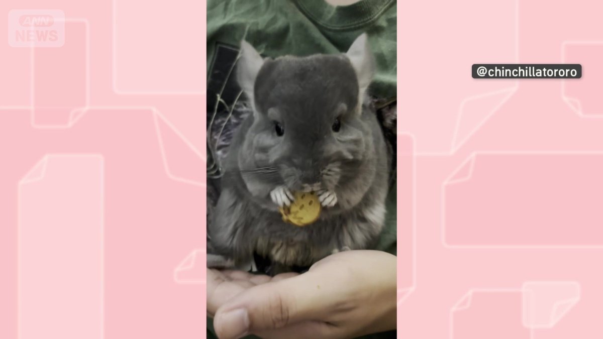 おやつを食べる