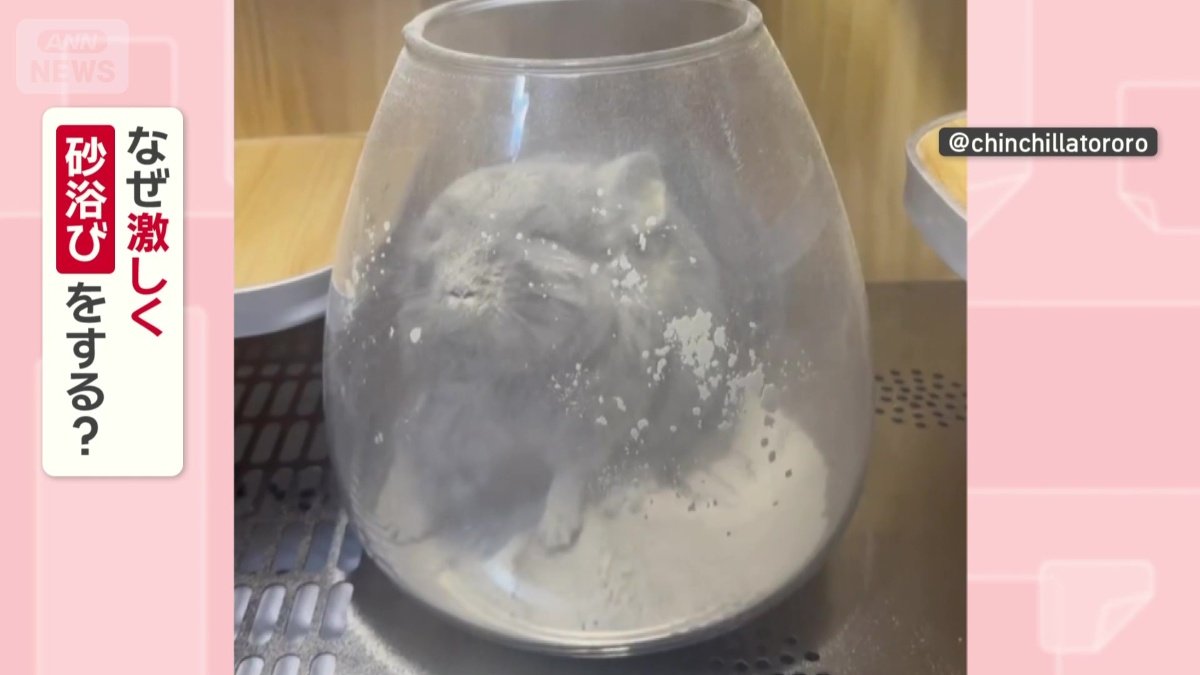 なぜ激しく砂浴びする?