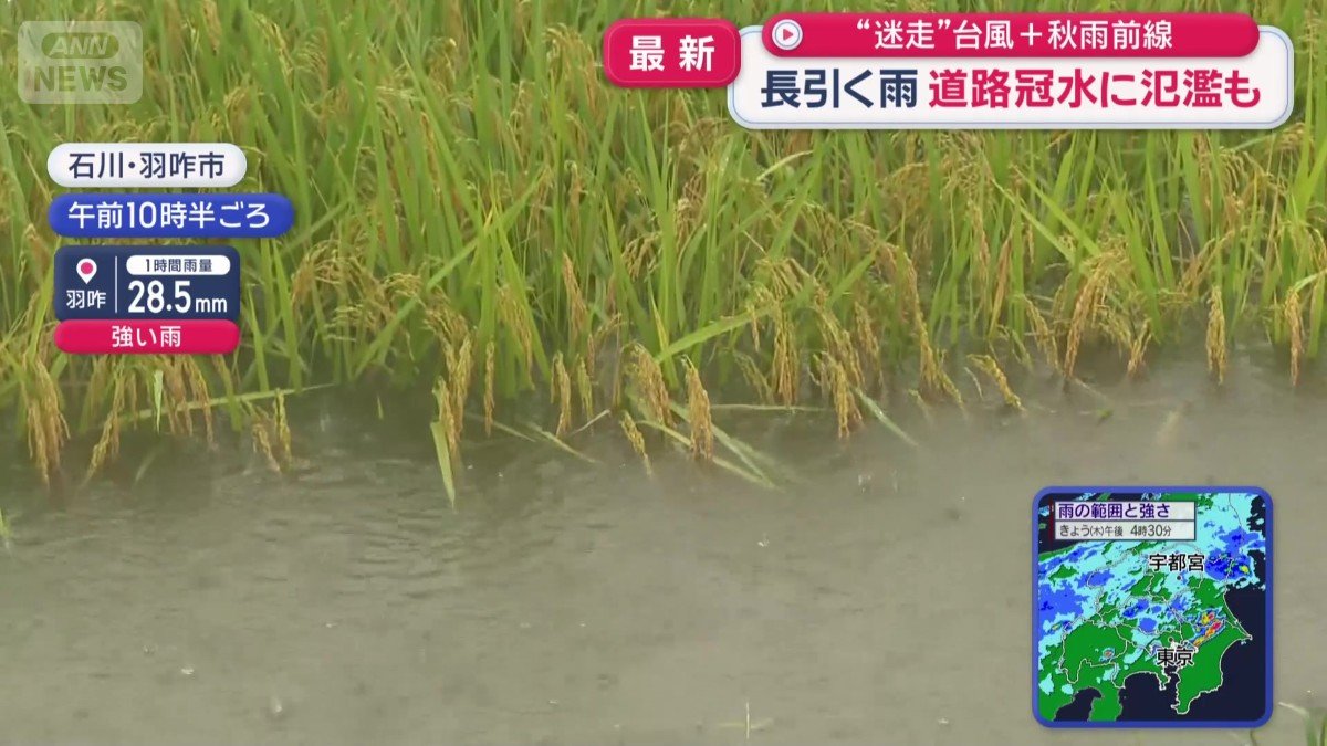 半分以上が水につかった稲穂