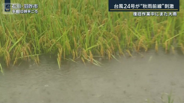 稲穂の半分以上が水に