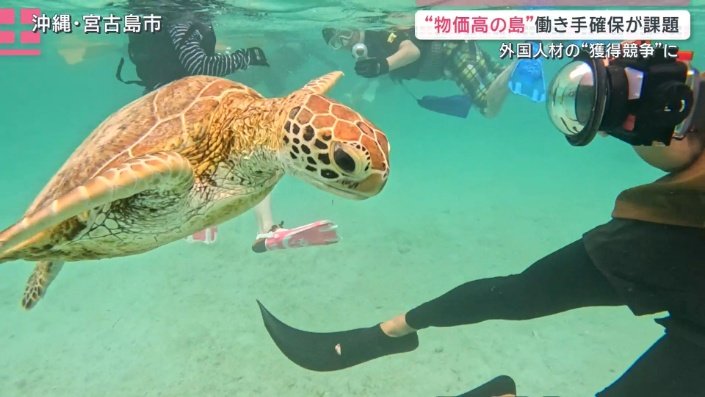 野生のウミガメ