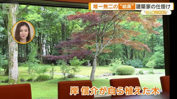 岸信介が自ら植えたノムラモミジ