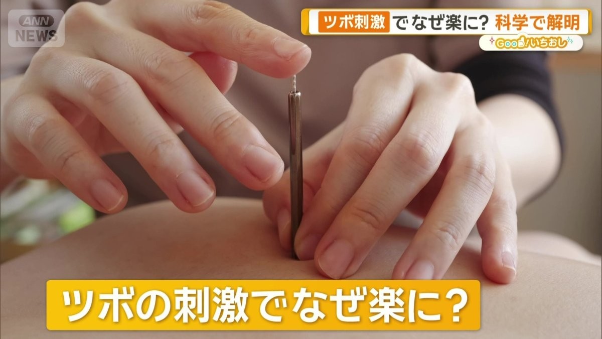 ツボ押しでなぜ痛みが和らぐ？足三里に科学的根拠　鍼灸の3つの仕組み　東洋医学解明