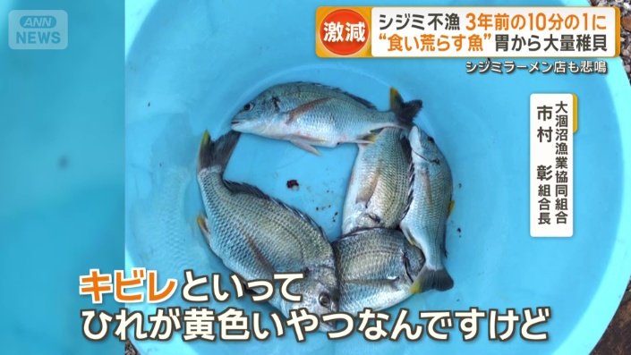 キビレ