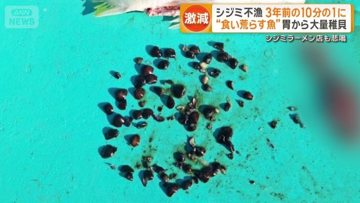胃の中から出てきた大量のシジミ