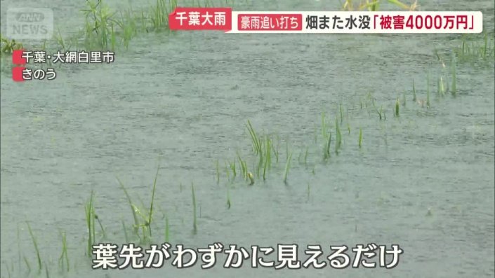 葉先がわずかに見えるネギ畑