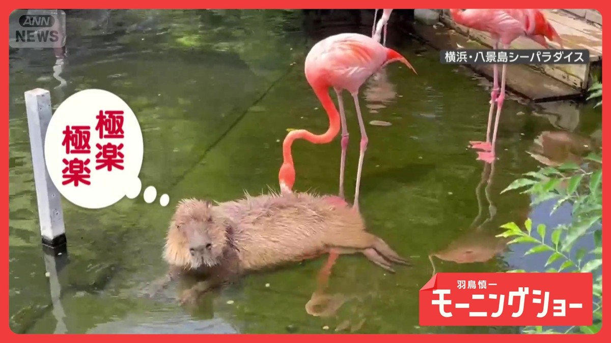 「極楽〜！」くちばしでカピバラをツンツンするフラミンゴさん　マッサージしてる？