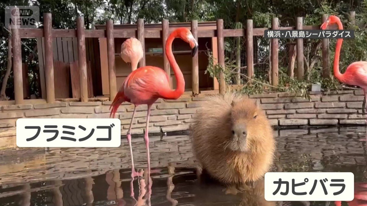 フラミンゴとカピバラが水の中でくつろぐ