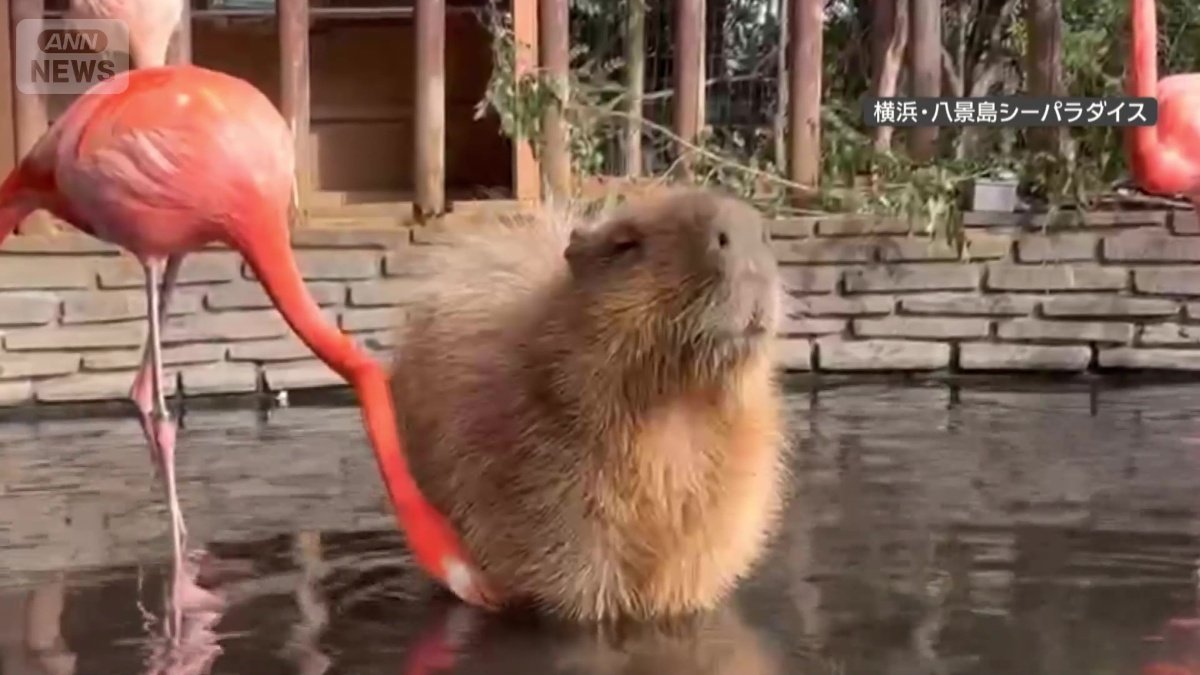 フラミンゴがおなかをつつくと…
