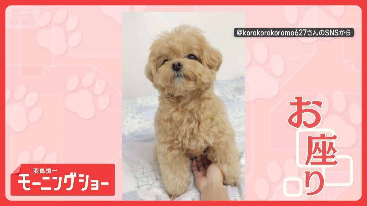 何度ずらしても…追いかけておすわり　飼い主さんの手が大好きなワンちゃん　なぜ？