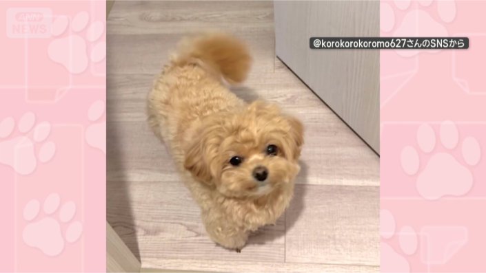飼い主さんすき