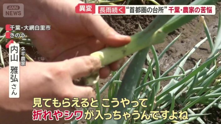 折れやシワが入ったネギ