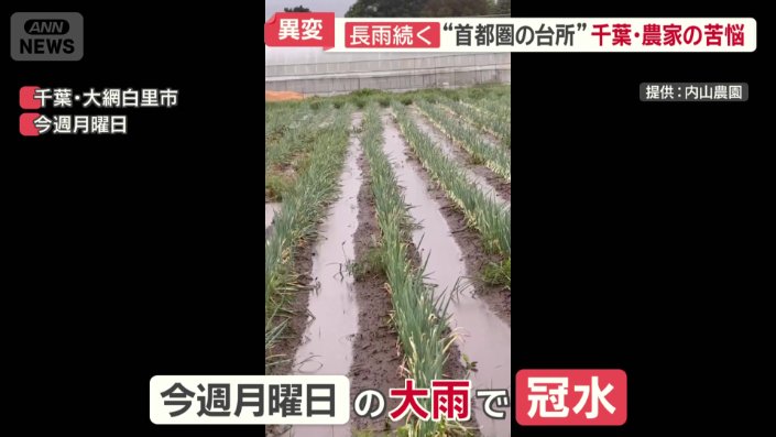 大雨で冠水した大網白里市のネギ畑