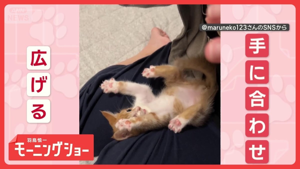 一緒に「バンザ〜イ」　飼い主さんの動きとシンクロするネコちゃん　まねしてるの？