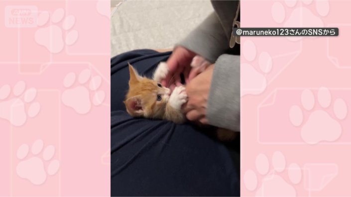まったりだにゃん