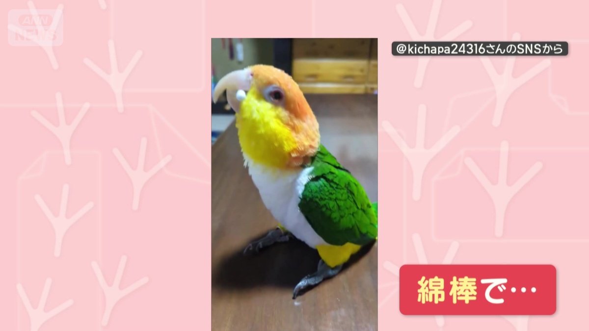 今度は綿棒で…