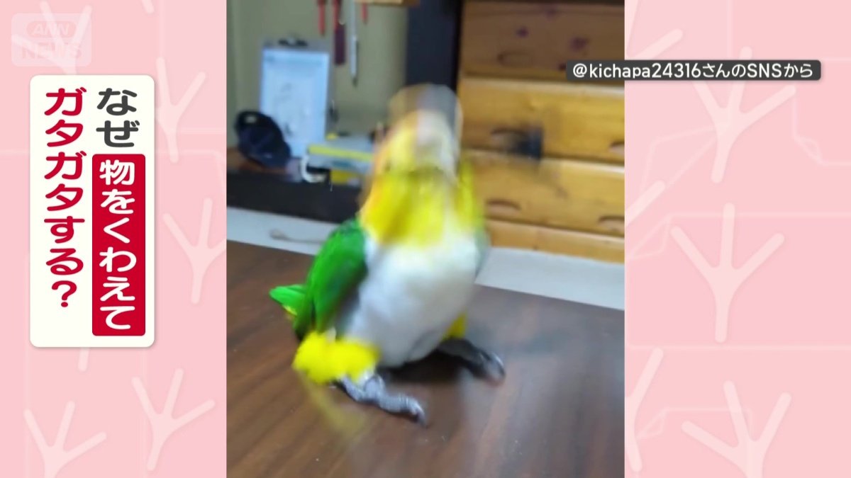 なぜ物をくわえてガタガタする?