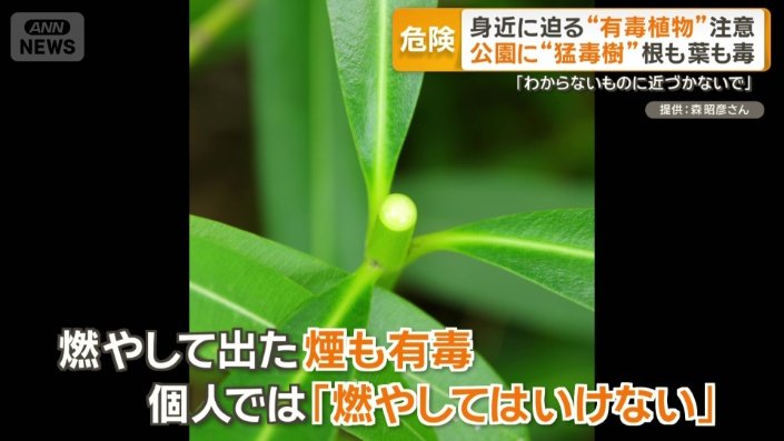 キョウチクトウを燃やして出た煙も有毒