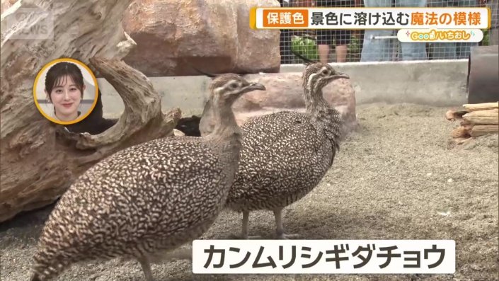 カンムリシギダチョウ