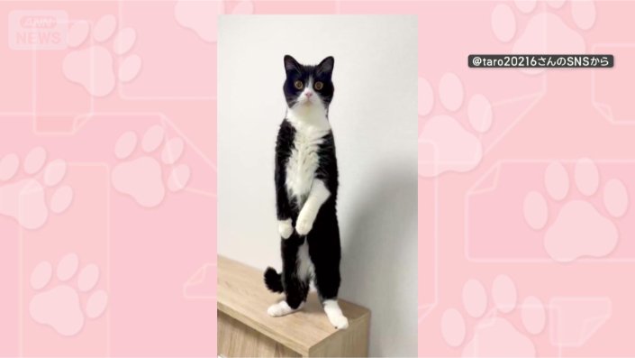 きょうも背筋ピン
