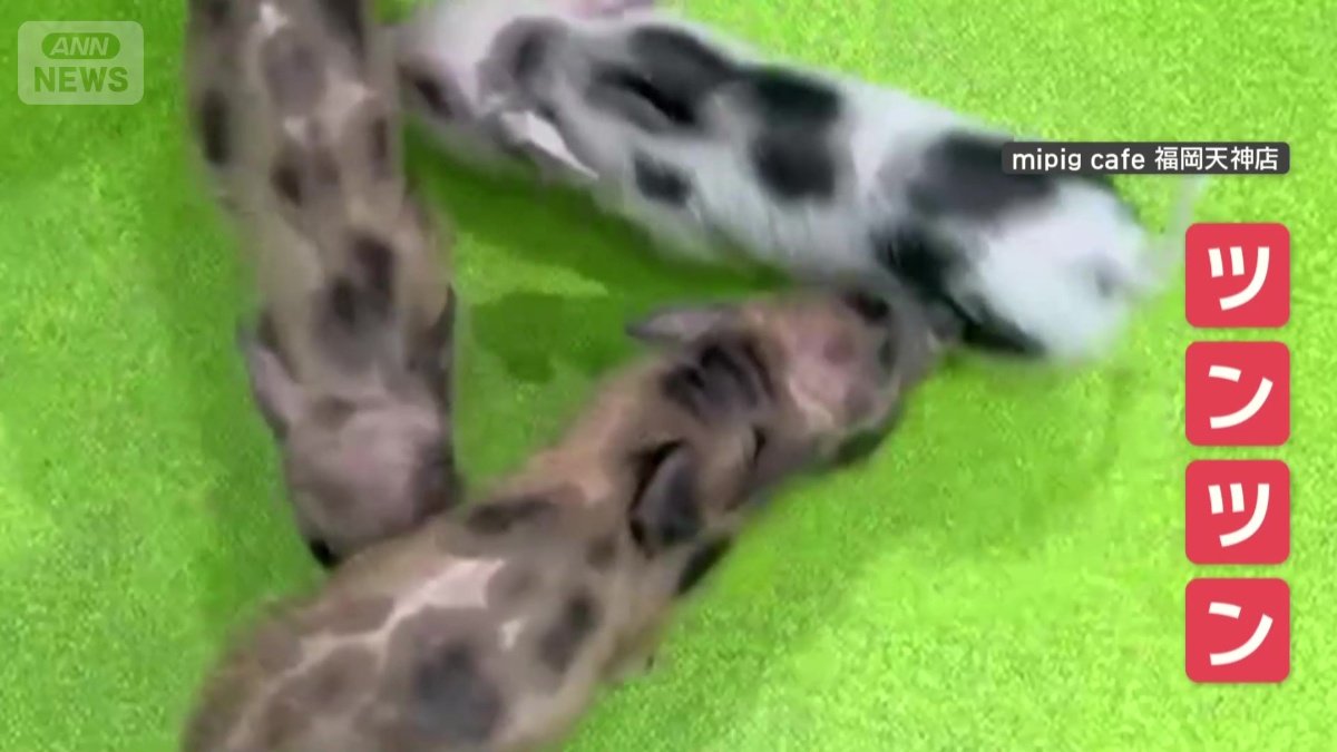 よく見ると…隣のブタさんをツンツン
