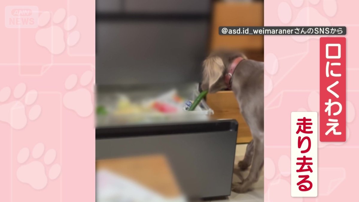 キュウリをくわえて走り去る